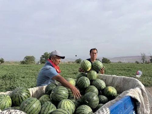 轱辘吃瓜,揭秘娱乐圈的甜蜜与苦涩 第3张 轱辘吃瓜,揭秘娱乐圈的甜蜜与苦涩 第3张