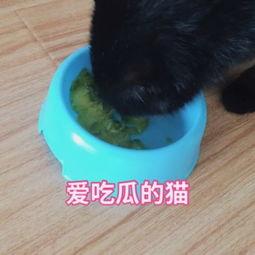 猫猫吃瓜视频合集 第1张 猫猫吃瓜视频合集 第1张