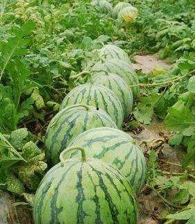 最美的吃瓜季节,尽享美味——最美吃瓜季节盛启  第3张